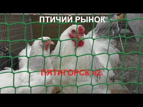 Видео: 14.06.20. Птичий рынок г. Пятигорск ч2.Bird Market Pyatigorsk Part 2.