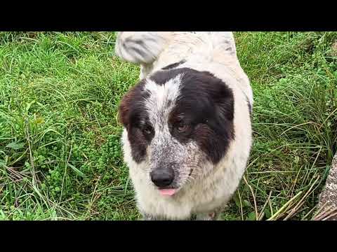 Видео: Овечечки, собачечки, котяркины и ВСЕ К НАМ😂👍🤗🥰