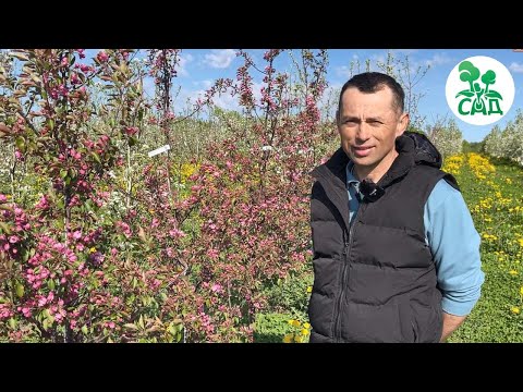 Видео: Весна пришла! НАСЕКОМЫЕ И БОЛЯЧКИ АТАКУЮТ! Защищаем цветущий сад!