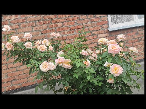 Видео: Эти розы пусть цветут в каждом саду.❣️❣️❣️Мои разочарования в розоводстве😩😩😩