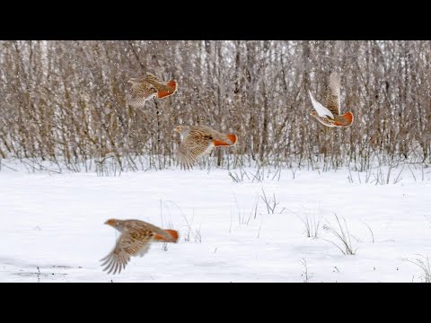 Видео: Охота на Серую куропатку👍 ИЖ-43💪