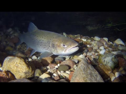 Видео: Не бойся, мы с тобой. Белорусский лосось.