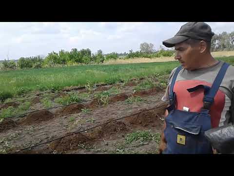 Видео: Голубика закладка плантации