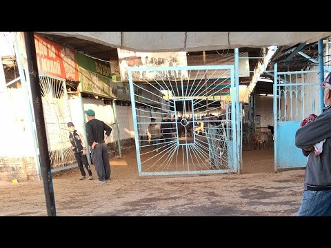 Видео: МОЛБОЗОРИ  МАСТЧОХ 1111 БОЗОРИ Ш ХУЧАНД ХАТМАН ЛАЙКОРА ЗАНЕД ОБУНАШЕД