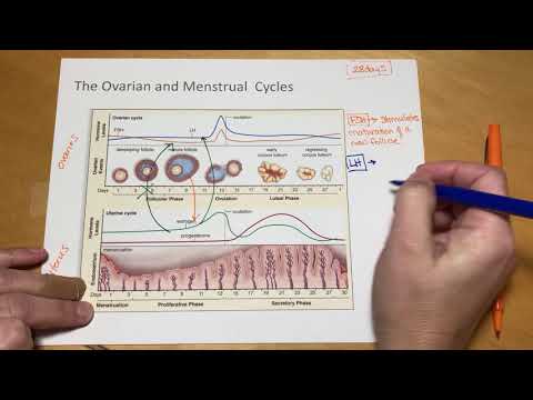 Видео: Овариальный и маточный цикл