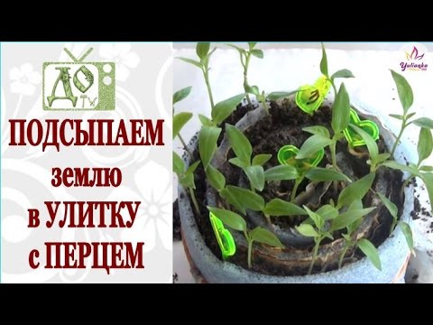 Видео: ПОДСЫПАЕМ землю в УЛИТКУ / РУЛОН с ПЕРЦЕМ. Результаты эксперимента