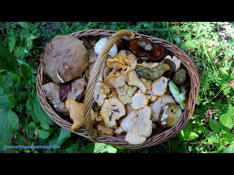 Видео: Дубовики, лисички и всякие разноцветные болеты