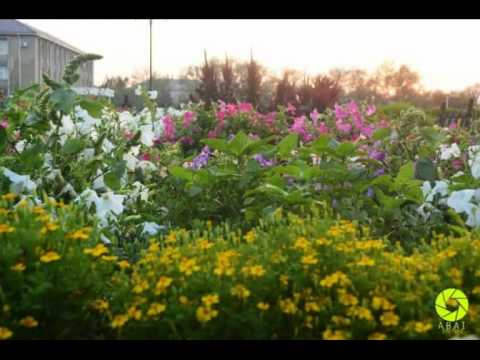 Видео: Камысты