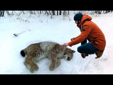 Видео: Взвалив на плечи раненую дикую рысь, мужчина не думал, что их судьбы скреплены навечно