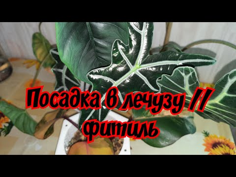 Видео: Посадка в лечузу // фитиль