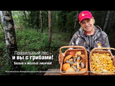 Видео: Правильный лес - и ВЫ С ГРИБАМИ! Белые и желтые лисички!