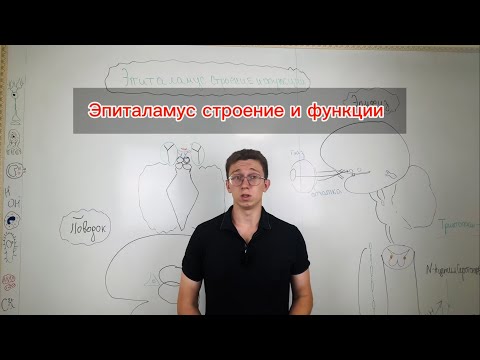 Видео: ЭПИТАЛАМУС Третий глаз и биологические часы мозга 🧠⏰