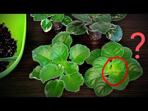 Видео: СУПЕР ВАЖНО! ЧТО ДЕЛАТЬ? Желтеют листья в центре!!!