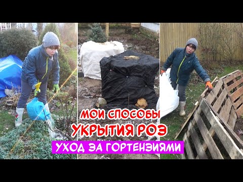 Видео: Последние ДЕЛА в САДУ. Мои способы УКРЫТИЯ РОЗ. Чем обработать розы на зиму? ВЛОГ.