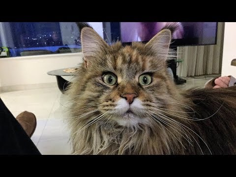 Видео: Коты соскучились по настоящей жизни