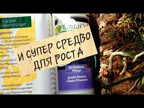 Видео: ЗИГОПЕТАЛУМ рост после деления