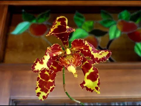Видео: Psychopsis mariposa special - уход, цветение и выращивание от Елены Шиловой