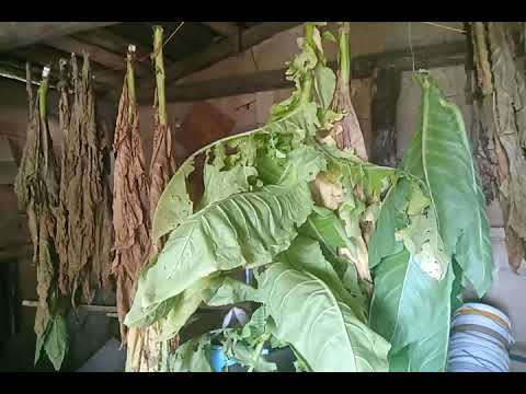 Видео: Флорида Суматра