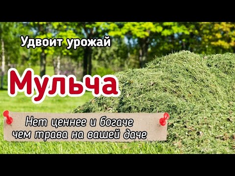 Видео: ВСЁ О МУЛЬЧИРОВАНИИ СКОШЕННОЙ ТРАВОЙ - шесть преимуществ мульчи из скошенной травы.