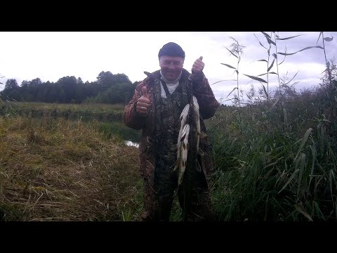 Видео: Рыбалка в Беларуси. .... и пришёл октябрь. Просто жесть - щуки вырывают кружки из рук! Выпуск 144.