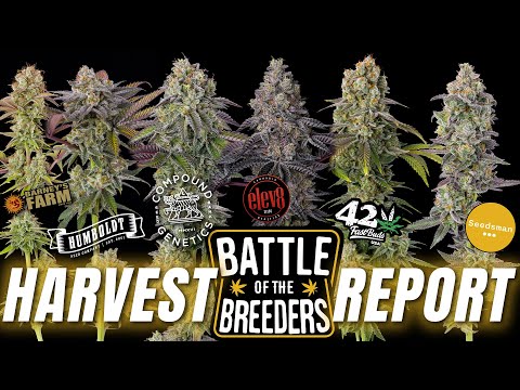 Видео: Отчёт об урожае – 6 сортов – Битва селекционеров