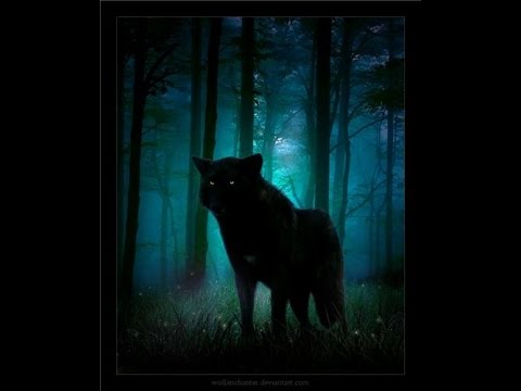 Видео: Волчья Жизнь 2