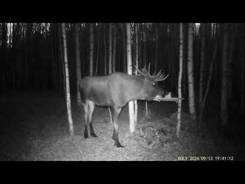 Видео: Солонец в березняках ,осень 2024г гон лося, лось делает гонную яму.