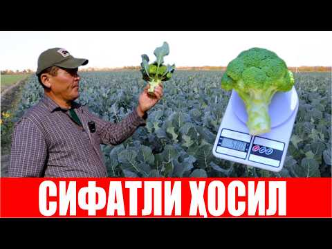 Видео: Сурхoндарёда Тритон F1га ўтказилган семинарда деҳқонлар ўзларини қизиқтирган саволларга жавоб олди