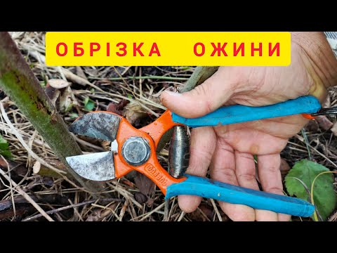 Видео: Обрізка ожини - детально як це робити
