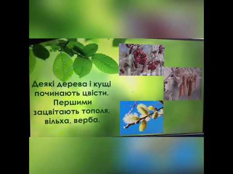 Видео: Я досліджую світ.  Весна. 1 клас
