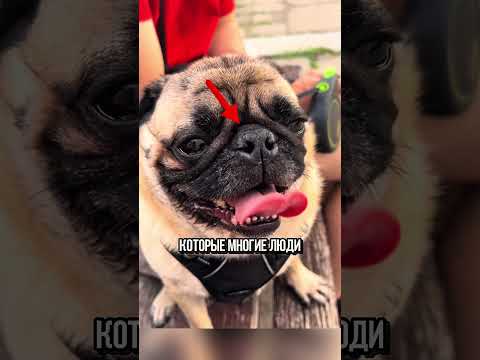 Видео: Неприятная Правда Про Мопсов