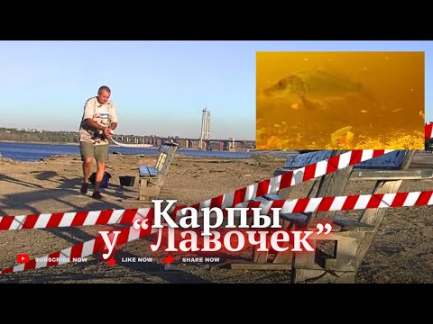 Видео: Кормим рыбу у «ЛАВОЧЕК». Утро г.Запорожье 7 сент 24г.