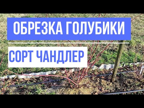 Видео: Сорт Чандлер. Обрезка и формировка голубики.