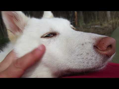 Видео: С Златой в лесу на привале/Беседуем/