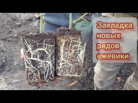 Видео: Закладка нового ряда ежевики Кэддо