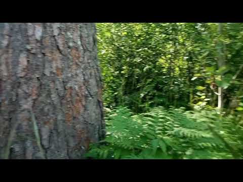 Видео: Пчёлки работают на маршруте 4