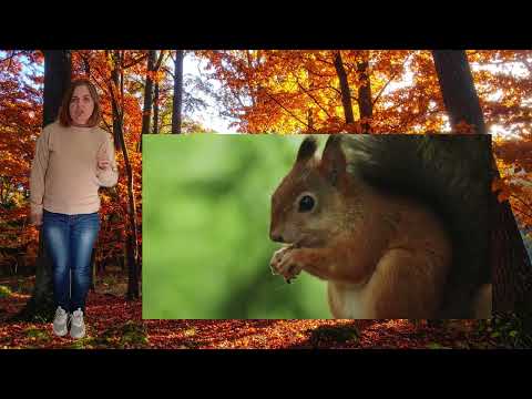 Видео: Спостереження за білкою