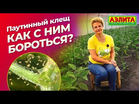 Видео: ПАУТИННЫЙ КЛЕЩ на баклажанах. Как его победить?