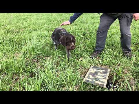 Видео: Тренировка в поле с голубями