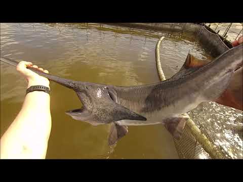 Видео: Товарный веслонос. Отбраковка самцов веслоноса в товар.