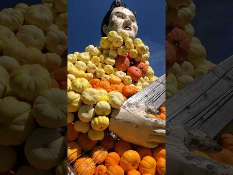 Видео: Сколько тыкв ты видишь? #pumpkinart #autumnvibes