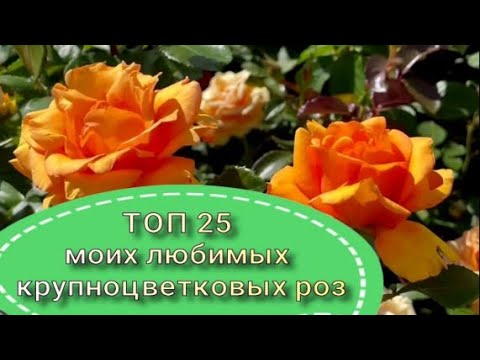 Видео: ТОП 25 моих любимых крупноцветковых роз. Питомник растений Е. Иващенко