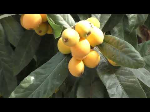 Видео: ЧЕМ ПОЛЕЗНА МУШМУЛА ТО ЧЕГО ВЫ НЕ ЗНАЛИ О СРЕДИЗЕМНОМОРСКОЙ ЯГОДЕ МУШМУЛА