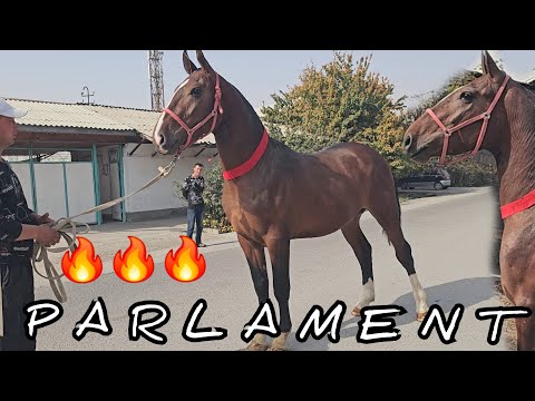 Видео: ПАРЛАМЕНТ