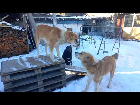 Видео: Бугай Алабай. 10 ноября. Новости нашего двора.