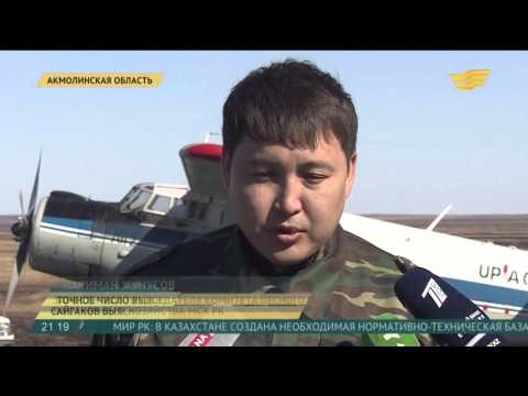 Видео: Минсельхоз предупреждает, что сайгаки могут полностью исчезнуть