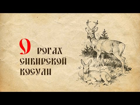 Видео: О рогах сибирской косули