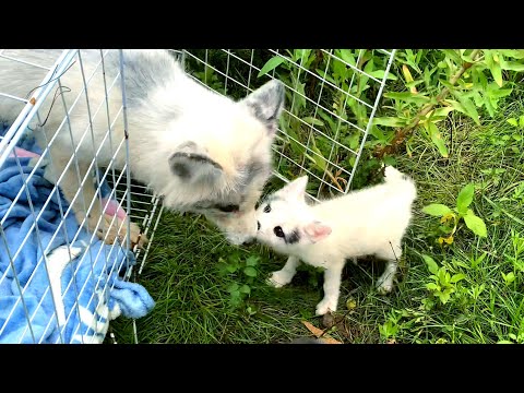 Видео: До слёз! Маленький лисёнок 🦊 заплакал от радости, снова увидев маму. 🦊🥰❤👍👍👍