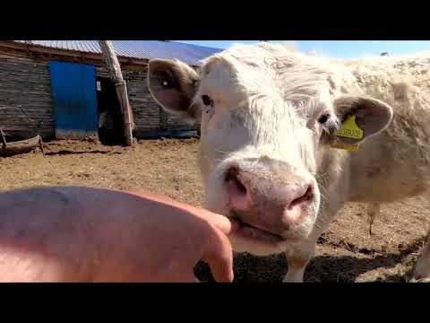 Видео: Ваня колет дрова  Я вожу навоз, поливаю саженцы, бычки цену ждут.