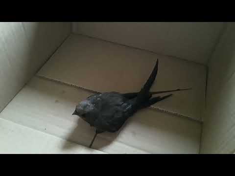 Видео: Стриж и Ласточка